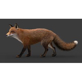 Fox (2) (Animated) (Fur) 3D model